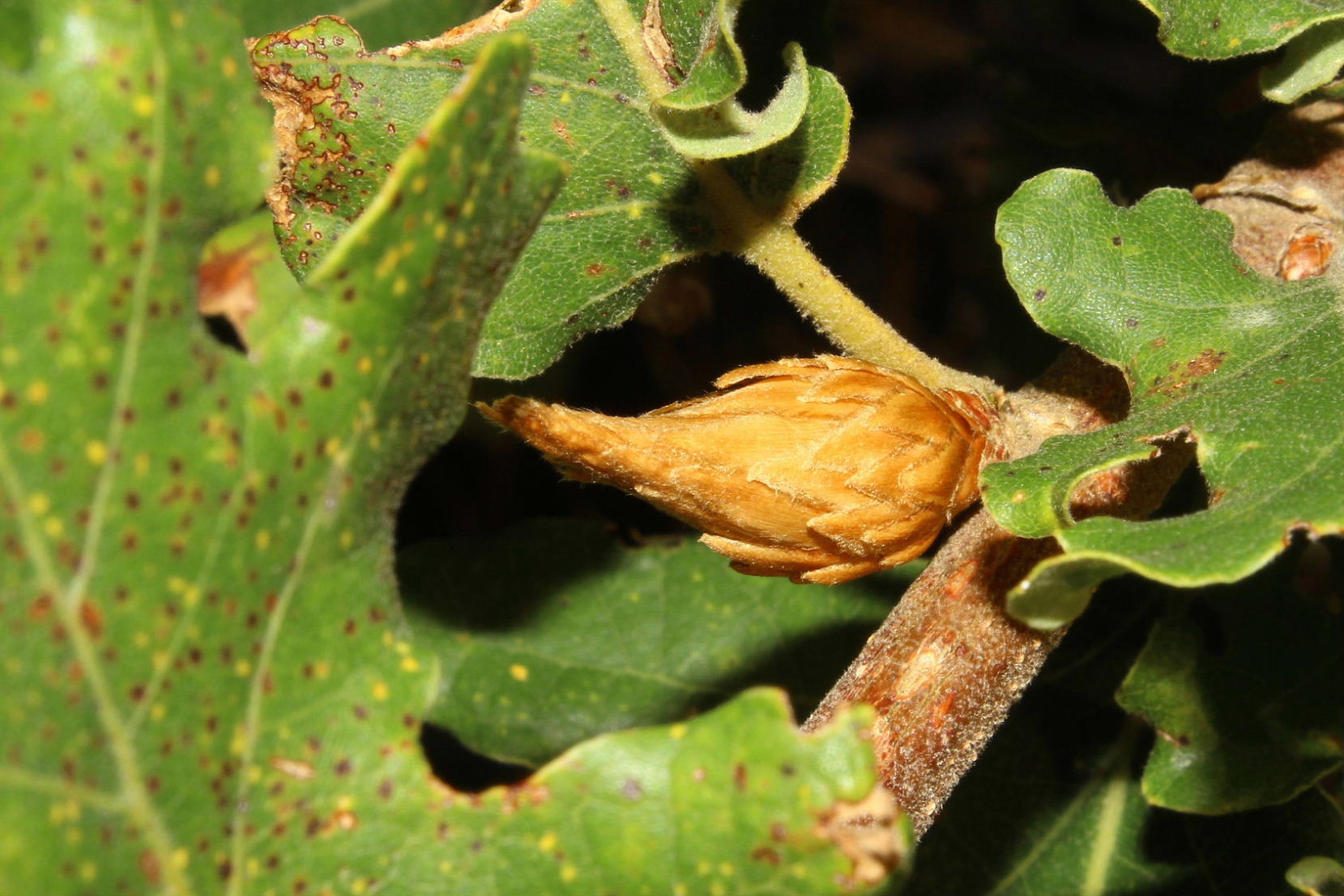 Galla di Andricus foecundatrix, Cynipidae